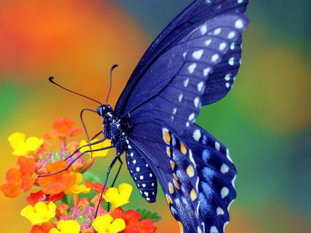 Все о бабочках в Ижевске | ЗооТом портал о животных