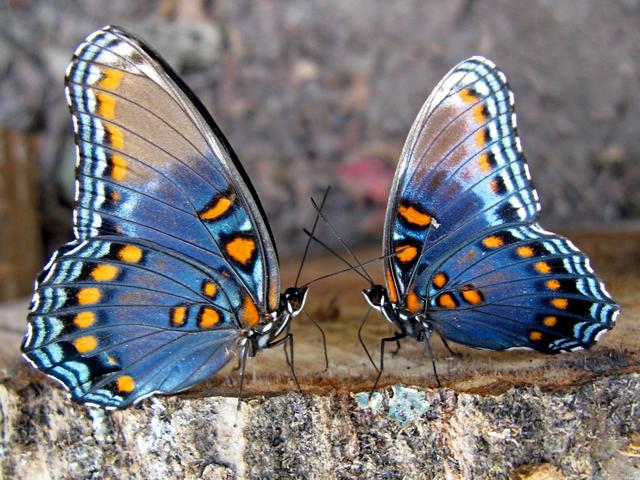 Все о бабочках в Ижевске | ЗооТом портал о животных