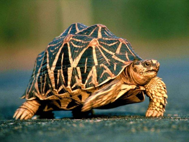 Все о черепахах в Ижевске | ЗооТом портал о животных