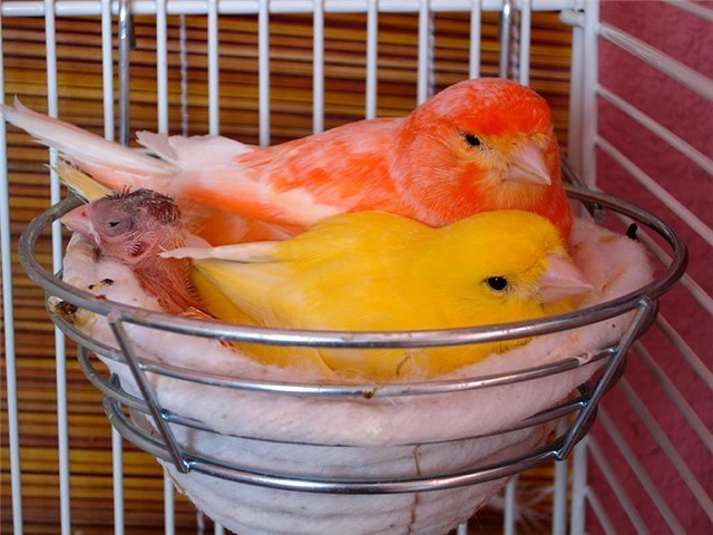 Содержание канареек и уход за ними в Ижевске