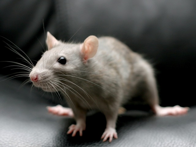 Все о крысах в Ижевске | ЗооТом портал о животных