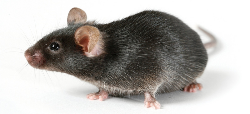Все о крысах в Ижевске | ЗооТом портал о животных