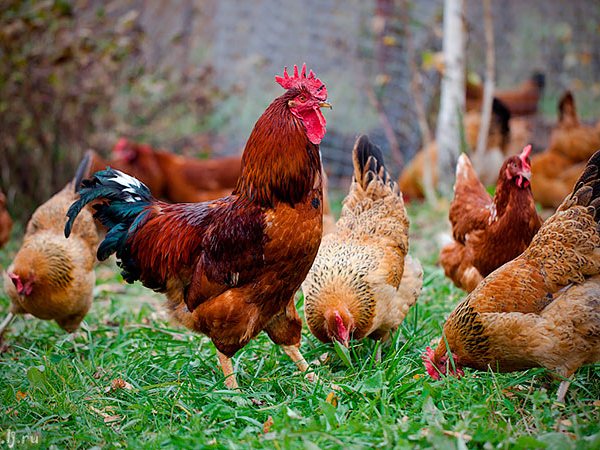Породы куриц | ЗооТом - продажа, вязка и услуги для животных в Ижевске