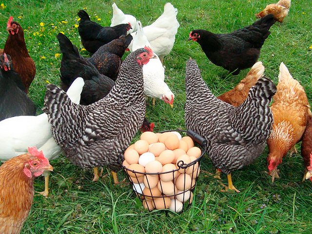 Содержание кур и уход за ними | ЗооТом - продажа, вязка и услуги для животных в Ижевске