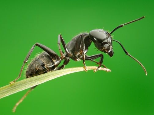 Все о муравьях в Ижевске | ЗооТом портал о животных