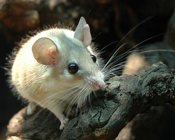 Все о мышах в Ижевске | ЗооТом - продажа, вязка и услуги для животных в Ижевске