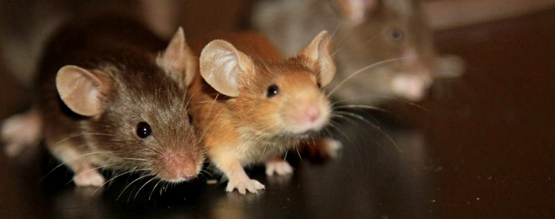 Все о мышах в Ижевске | ЗооТом - продажа, вязка и услуги для животных в Ижевске