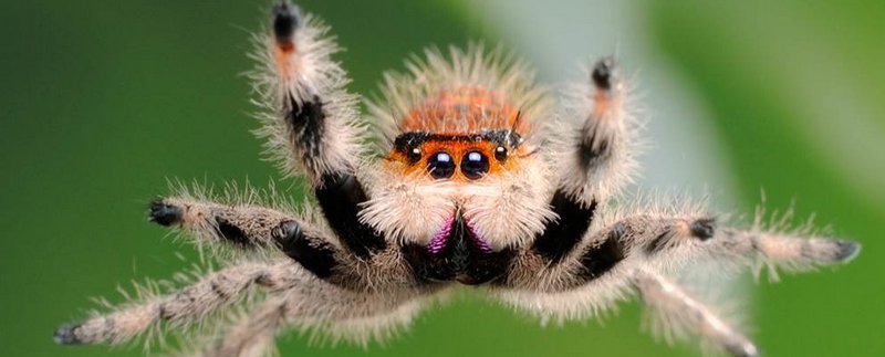 Все о пауках в Ижевске | ЗооТом портал о животных