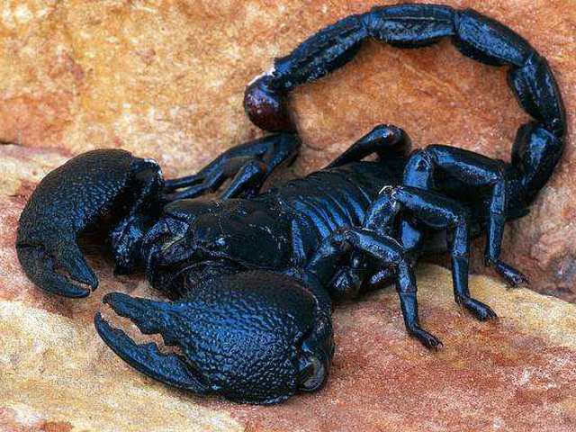 Все о скорпионах в Ижевске | ЗооТом портал о животных