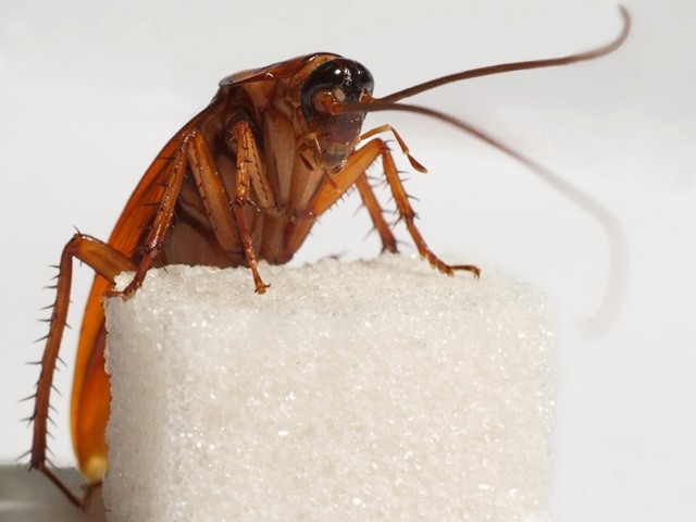Все о тараканах в Ижевске | ЗооТом портал о животных