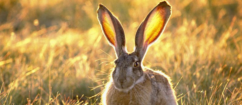Все о зайцах | ЗооТом - продажа, вязка и услуги для животных в Ижевске