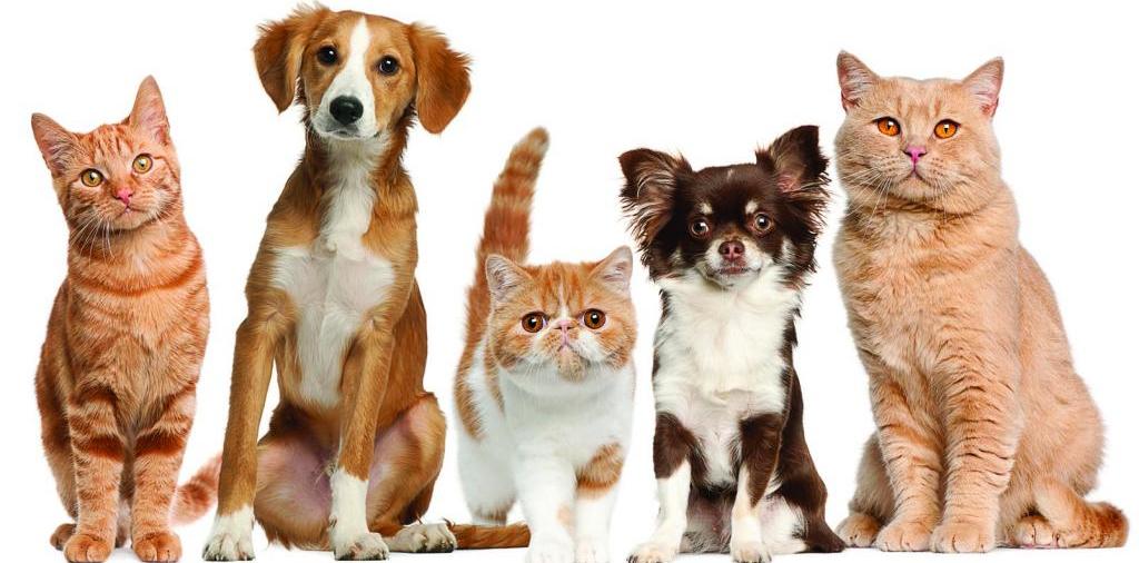 Доска объявлений о животных | ЗооТом - продажа, вязка и услуги для животных в Ижевске