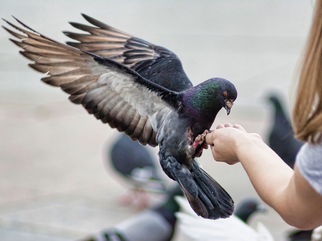 Все о голубях | ЗооТом - продажа, вязка и услуги для животных в Ижевске