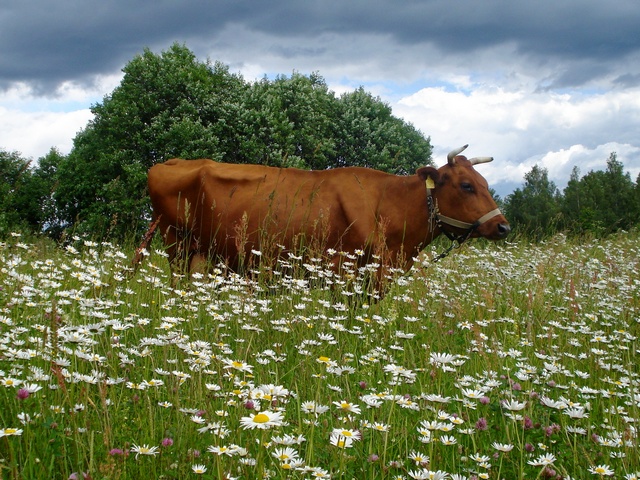 Все о коровах в Ижевске | ЗооТом портал о животных