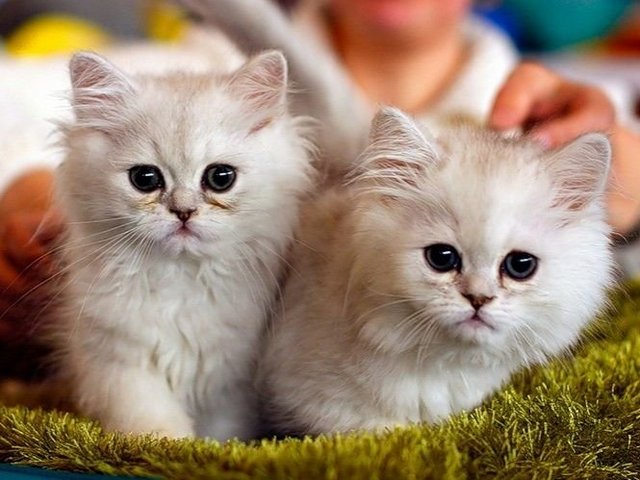 Породы кошек в Ижевске | ЗооТом портал о животных