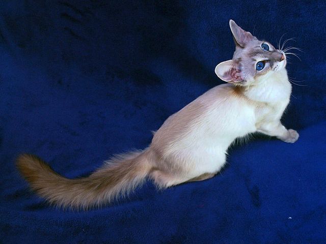 Выведенные породы кошек в Ижевске | ЗооТом портал о животных