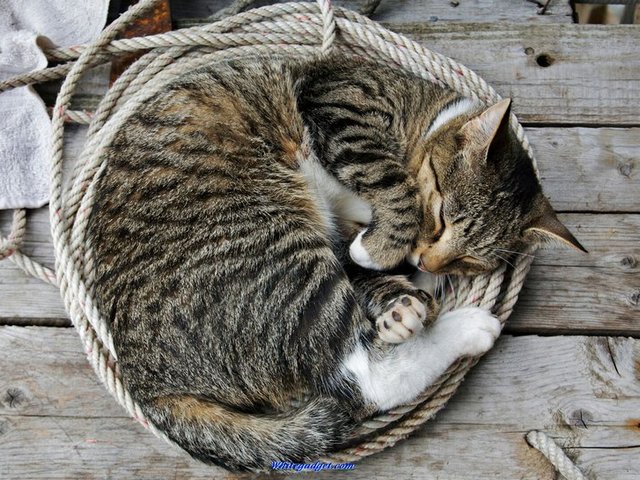 Все о кошках в Ижевске | ЗооТом портал о животных