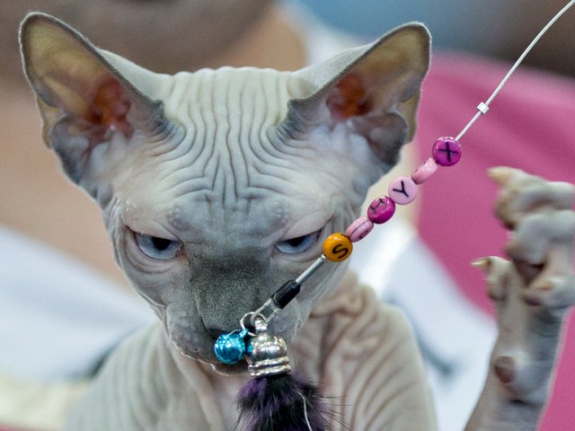 Выставки кошек в Ижевске | ЗооТом портал о животных