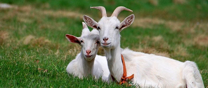 Все о козах в Ижевске | ЗооТом портал о животных