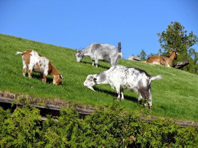 Все о козах в Ижевске | ЗооТом портал о животных