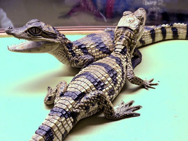 Все о крокодилах в Ижевске | ЗооТом портал о животных