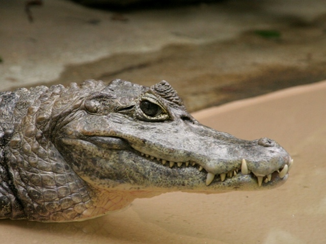 Все о крокодилах в Ижевске | ЗооТом портал о животных