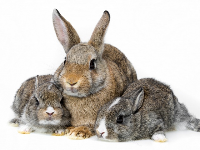 Все о кроликах в Ижевске | ЗооТом портал о животных