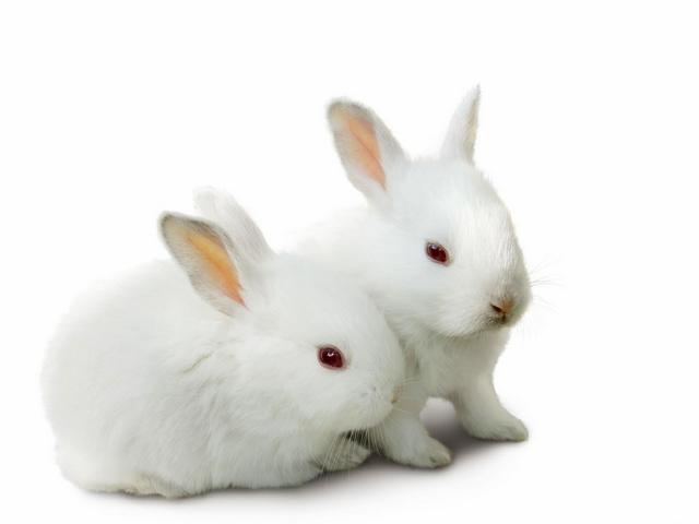 Все о кроликах в Ижевске | ЗооТом портал о животных