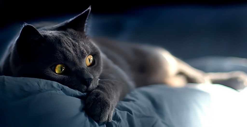Объявления о кошках | ЗооТом - продажа, вязка и услуги для животных в Ижевске