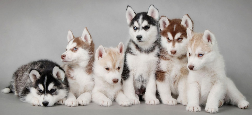 Объявления о собаках | ЗооТом - продажа, вязка и услуги для животных в Ижевске