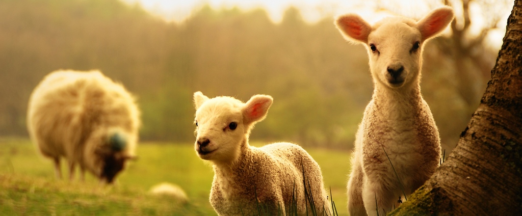Объявления о сельскохозяйственных животных | ЗооТом - продажа, вязка и услуги для животных в Ижевске