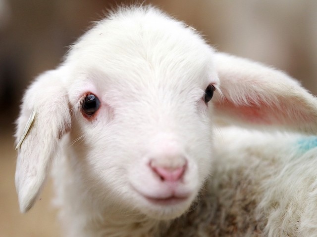 Овцы и бараны в Ижевске | ЗооТом портал о животных