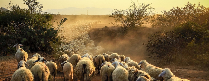 Все об овцах в Ижевске | ЗооТом портал о животных