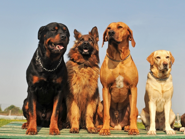Крупные породы собак в Ижевске | ЗооТом портал о животных