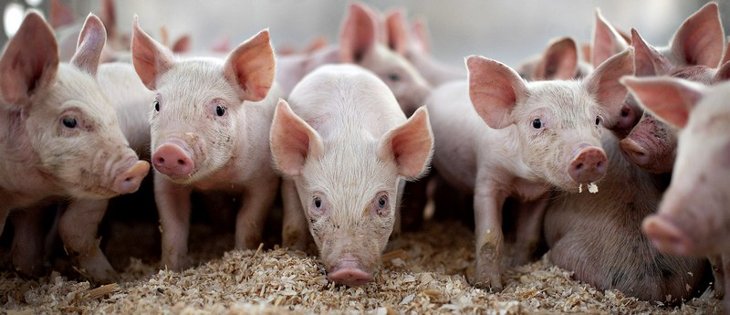 Все о свиньях в Ижевске | ЗооТом портал о животных