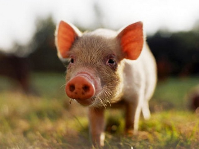 Все о свиньях в Ижевске | ЗооТом портал о животных